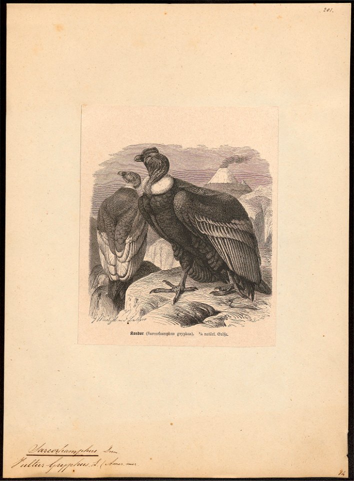 Sarcoramphus gryphus - 1700-1880 - Print - Iconographia Zoologica - Special Collections University of Amsterdam - UBA01 IZ18100091