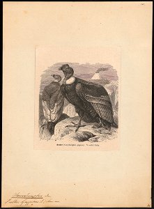 Sarcoramphus gryphus - 1700-1880 - Print - Iconographia Zoologica - Special Collections University of Amsterdam - UBA01 IZ18100091