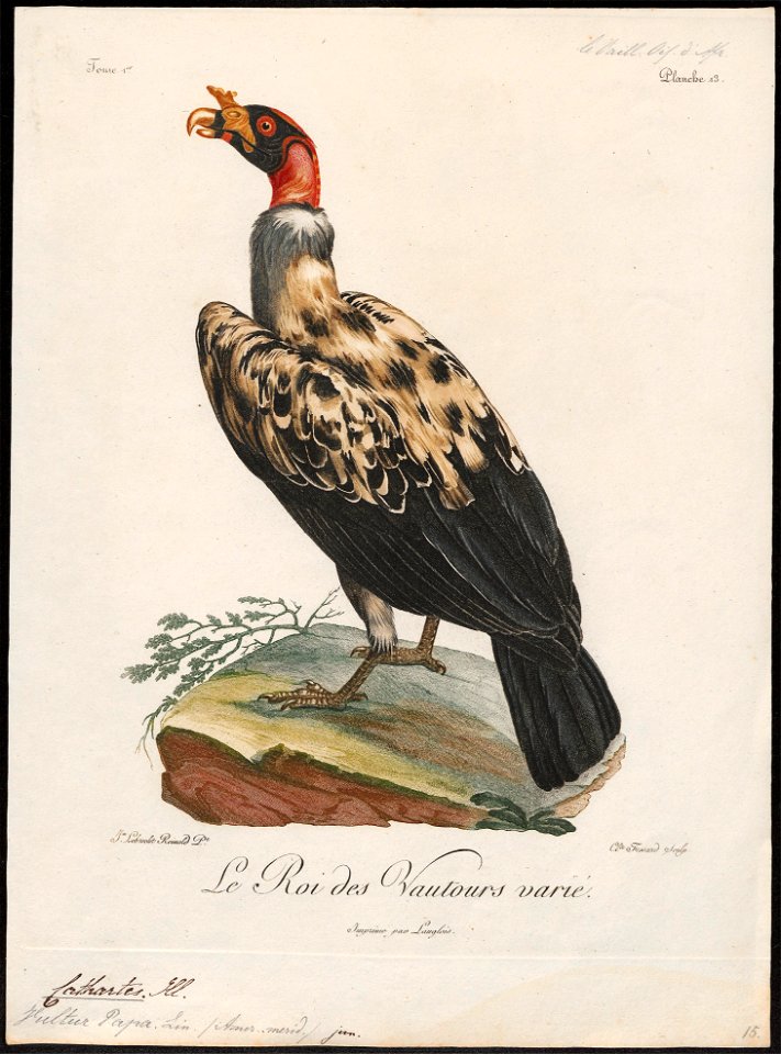 Sarcoramphus papa - 1796-1808 - Print - Iconographia Zoologica - Special Collections University of Amsterdam - UBA01 IZ18100117