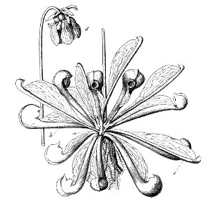 Sarracenia psittacina Macfarlane illustration
