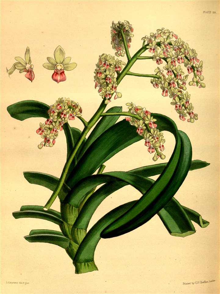 Sarcophyton crassifolium Paxton 099