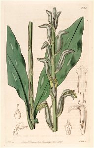 Sarcoglottis grandiflora (as Spiranthes grandiflora) - Bot. Reg. 12 pl. 1043 (1826)