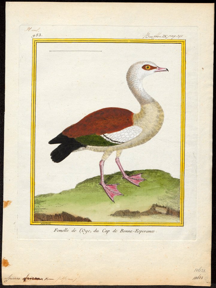 Sarkidiornis aegyptiaca - 1700-1880 - Print - Iconographia Zoologica - Special Collections University of Amsterdam - UBA01 IZ17600299