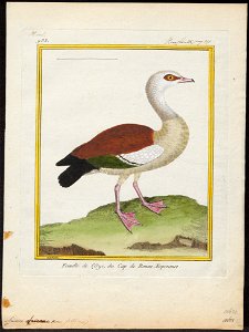Sarkidiornis aegyptiaca - 1700-1880 - Print - Iconographia Zoologica - Special Collections University of Amsterdam - UBA01 IZ17600299