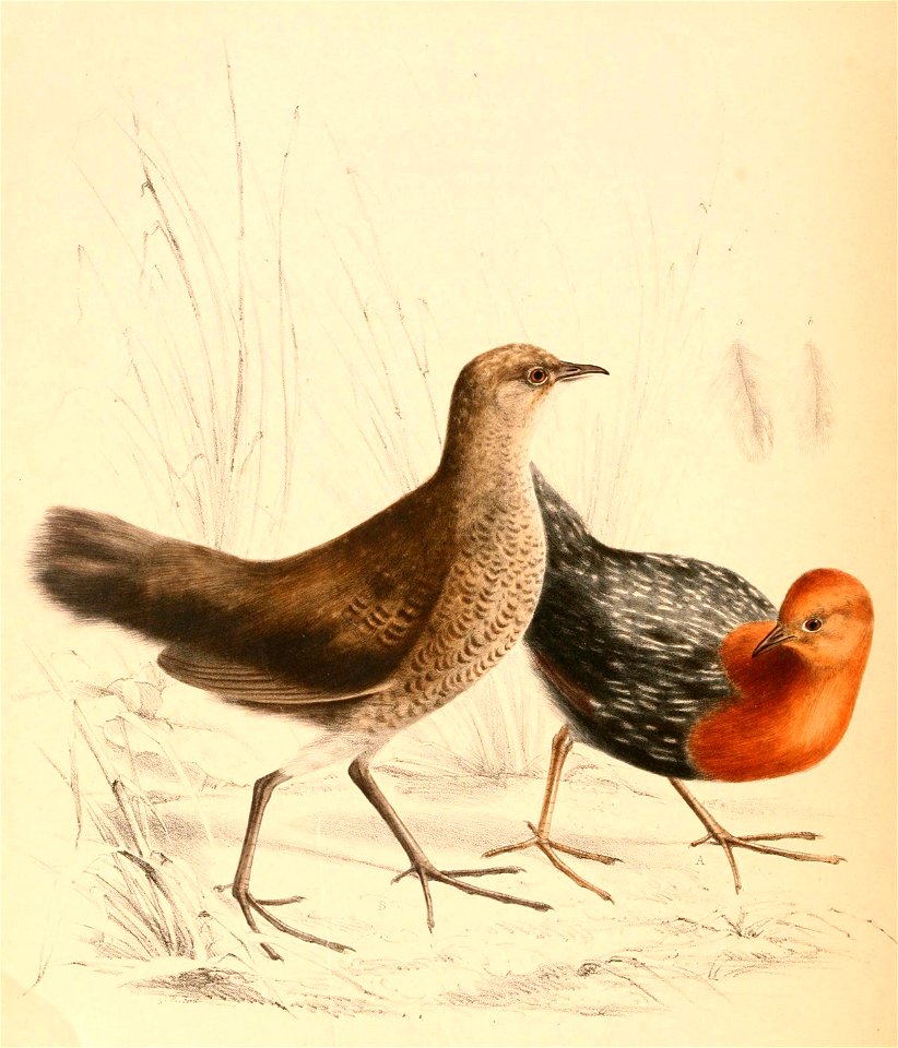Sarothrura rufa rufa 1838