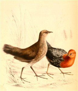 Sarothrura rufa rufa 1838