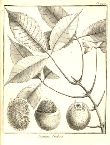 Saouari glabra Aublet 1775 pl 240