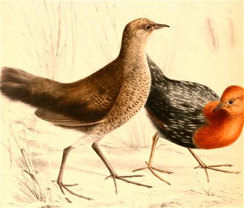 Sarothrura rufa rufa 1838 (cropped)