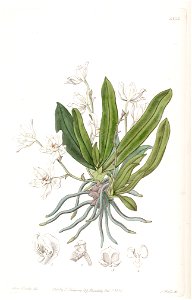 Sarcochilus falcatus - Edwards vol 22 pl 1832 (1836). Free illustration for personal and commercial use.