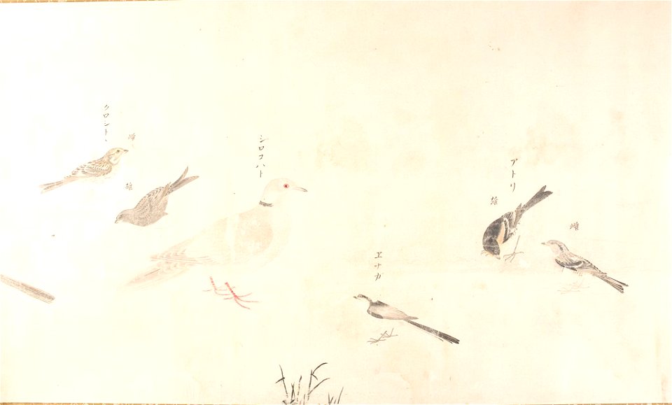 Satake Shozan - Sketches of 41 Japanese Birds (Gunkin shasei zukan) - 1985.644 - Arthur M. Sackler Museum