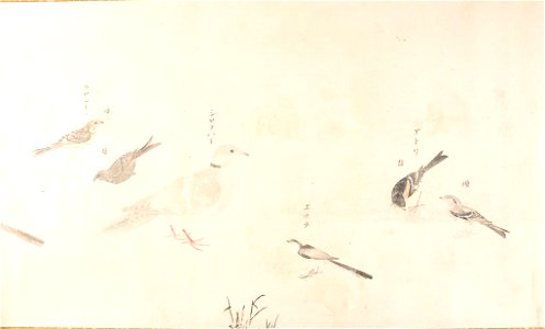 Satake Shozan - Sketches of 41 Japanese Birds (Gunkin shasei zukan) - 1985.644 - Arthur M. Sackler Museum