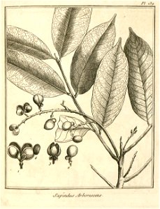 Sapindus arborescens Aublet 1775 pl 139
