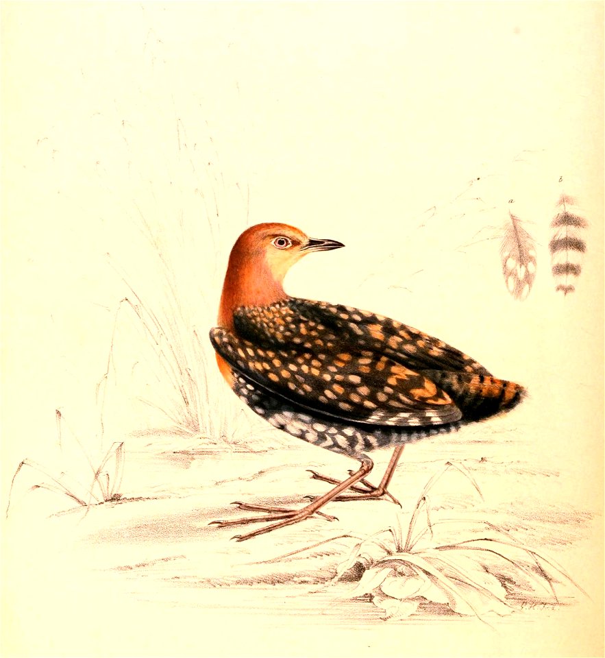 Sarothrura elegans 1838