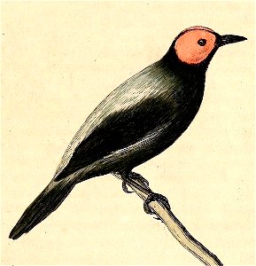 Sarcops calvus 1832