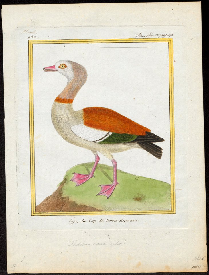 Sarkidiornis aegyptiaca - 1700-1880 - Print - Iconographia Zoologica - Special Collections University of Amsterdam - UBA01 IZ17600303