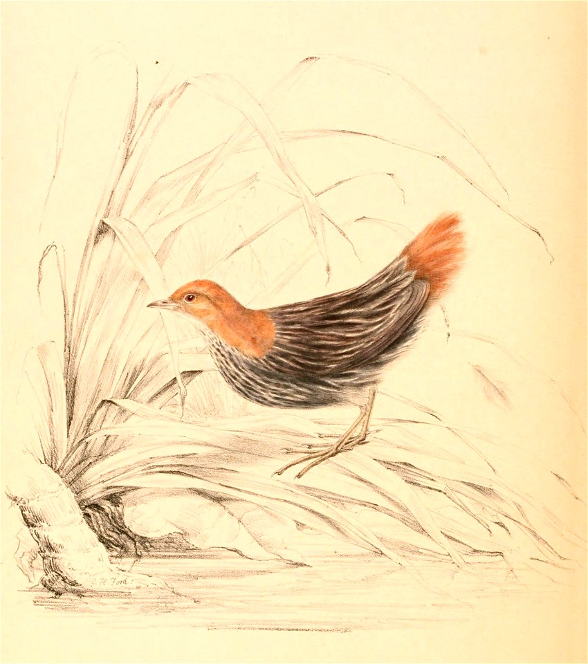 Sarothrura affinis affinis 1838