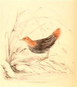 Sarothrura affinis affinis 1838