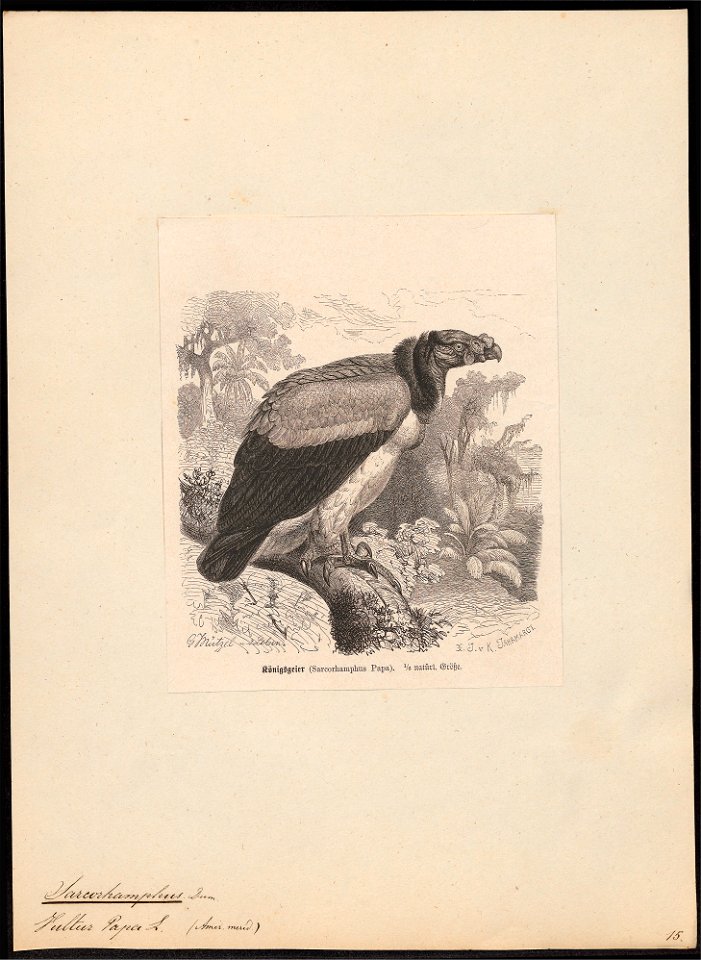 Sarcoramphus papa - 1700-1880 - Print - Iconographia Zoologica - Special Collections University of Amsterdam - UBA01 IZ18100107