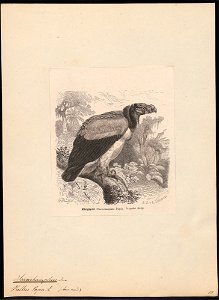 Sarcoramphus papa - 1700-1880 - Print - Iconographia Zoologica - Special Collections University of Amsterdam - UBA01 IZ18100107