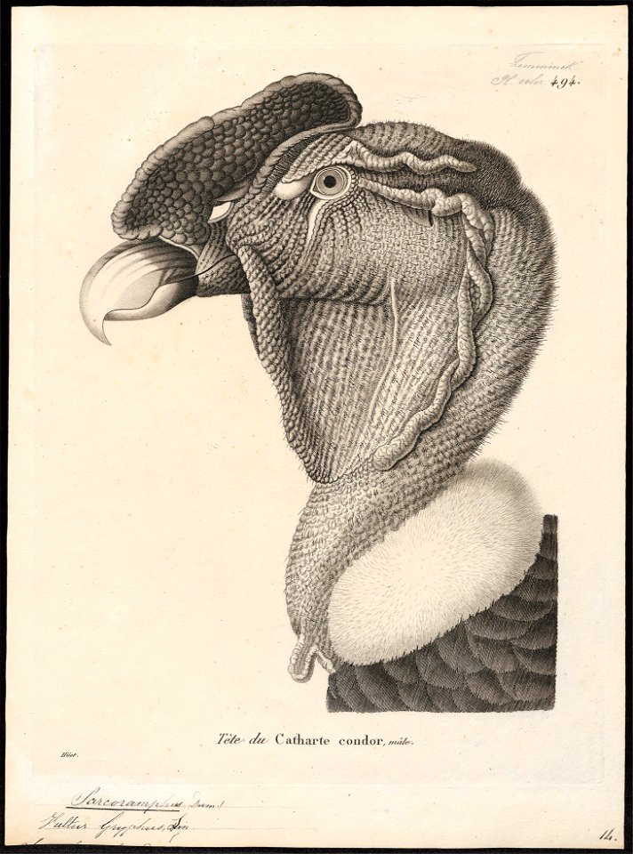Sarcoramphus gryphus - kop - 1700-1880 - Print - Iconographia Zoologica - Special Collections University of Amsterdam - UBA01 IZ18100101