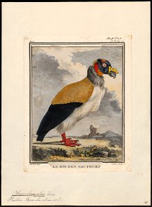 Sarcoramphus papa - 1700-1880 - Print - Iconographia Zoologica - Special Collections University of Amsterdam - UBA01 IZ18100113
