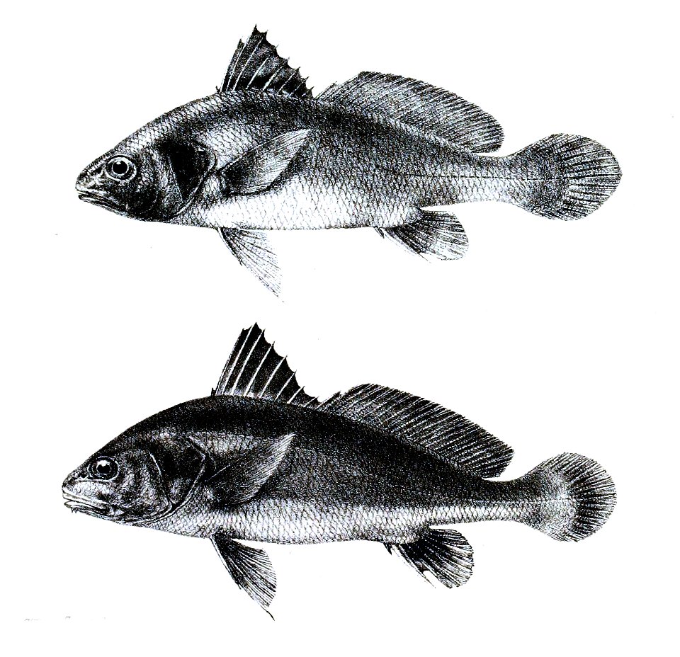 Sciaena albida Ford 44