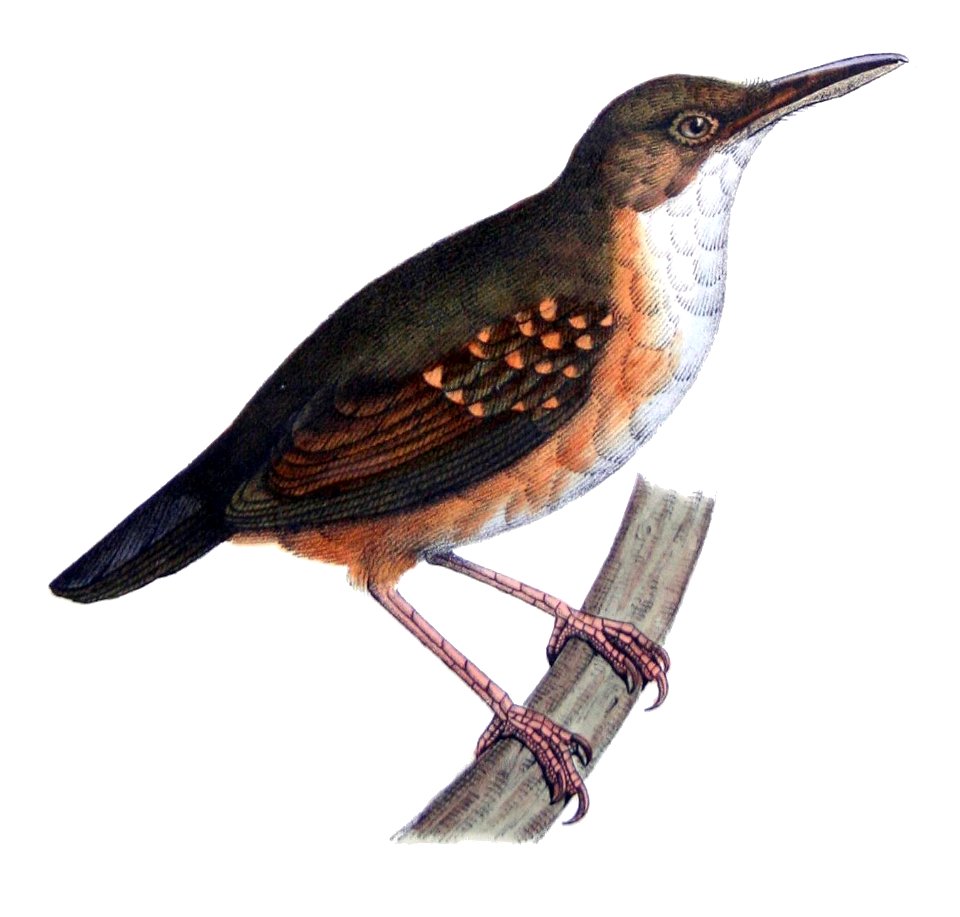 Sclateria naevia Castelnau