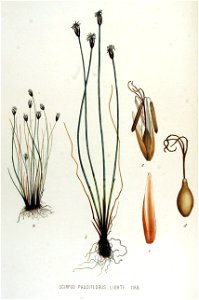 Scirpus pauciflorus — Flora Batava — Volume v15. Free illustration for personal and commercial use.