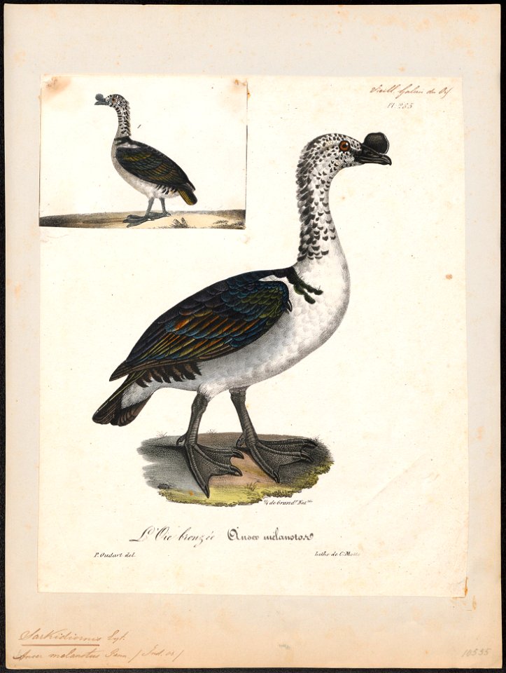 Sarkidiornis melanonotus - 1825-1834 - Print - Iconographia Zoologica - Special Collections University of Amsterdam - UBA01 IZ17600105