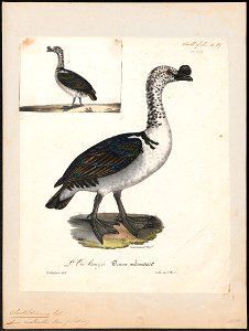 Sarkidiornis melanonotus - 1825-1834 - Print - Iconographia Zoologica - Special Collections University of Amsterdam - UBA01 IZ17600105
