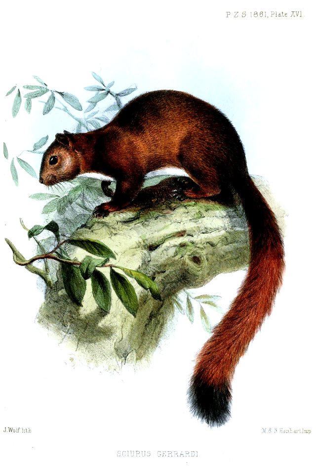 SciurusGerrardiWolf