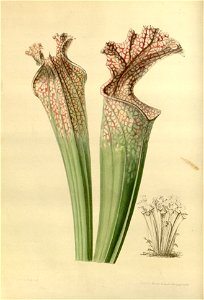 Sarracenia leucophylla 001