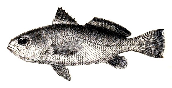 Sciaena aneus Ford 45