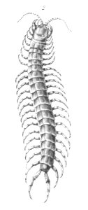 Scolopendra morsitans F de Castelnau-myriapodesPl06
