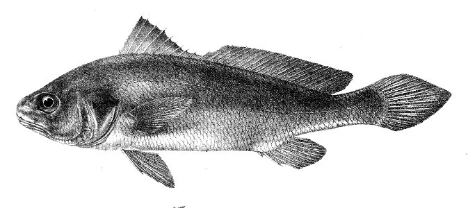 Sciaena osseus Ford 46