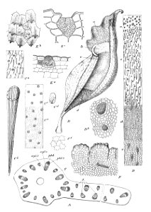 Sarracenia histology Macfarlane illustration