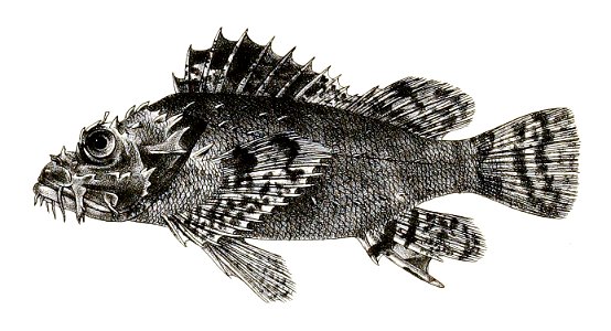 Scorpaenopsis oxycephala Ford 36