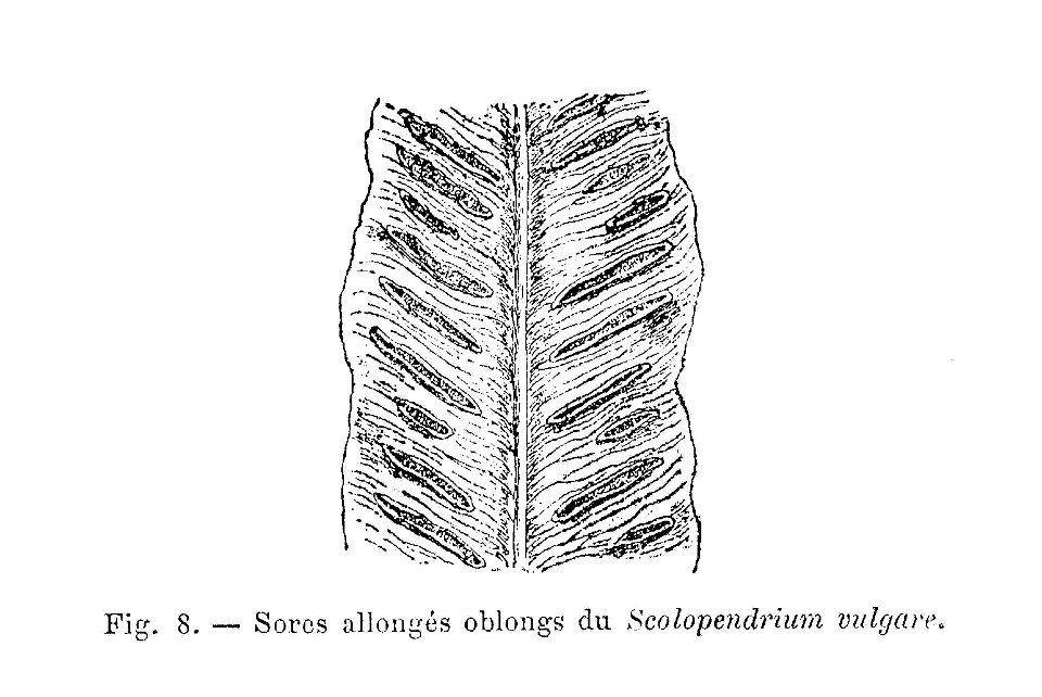 Scolopendrium vulgare - limbe avec sores