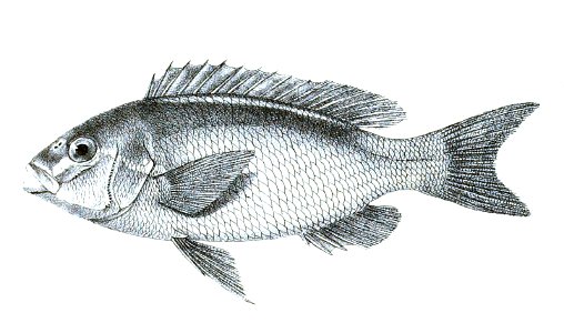 Scolopsis phaeops Ford 22