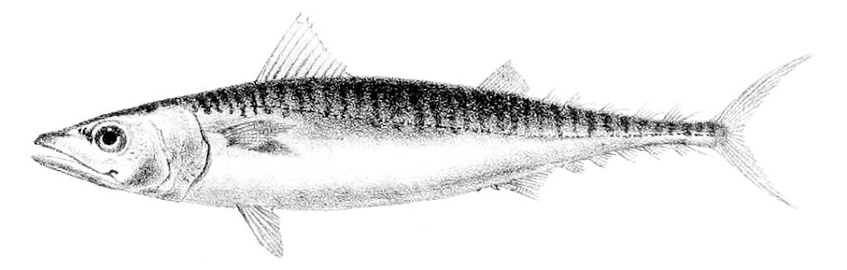Scomber scombrus1