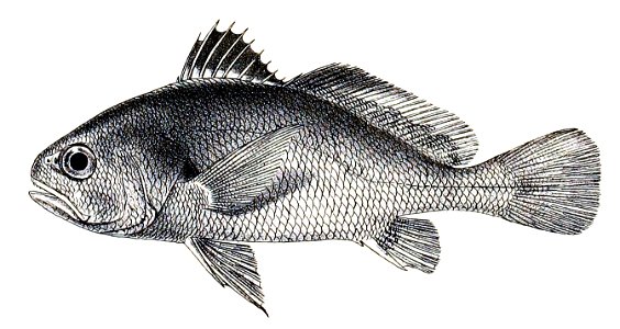 Sciaena axillaris Ford 43