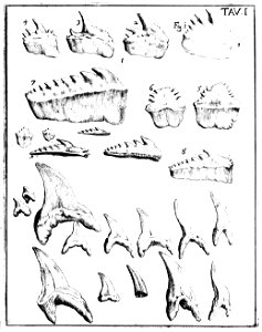 Scilla plate 1