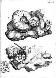 Scilla plate 23
