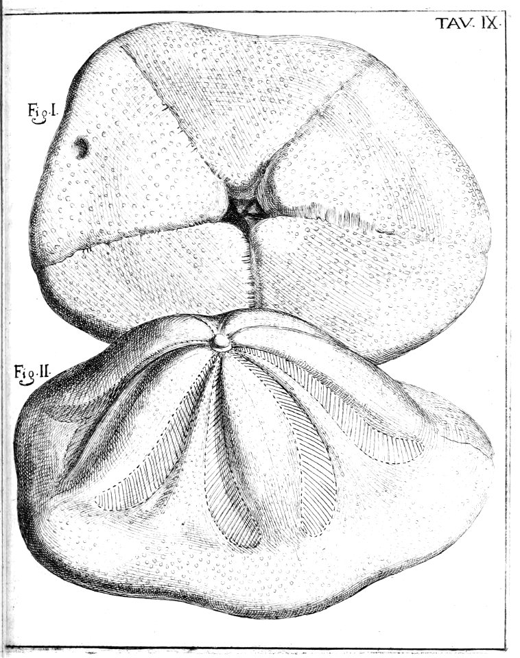 Scilla plate 9