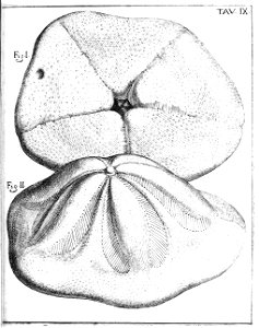 Scilla plate 9