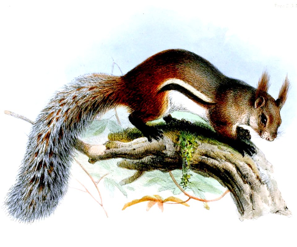 SciurusMacrotisWolf