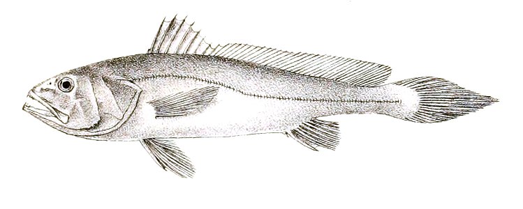 Sciaenoides microdon Ford 45