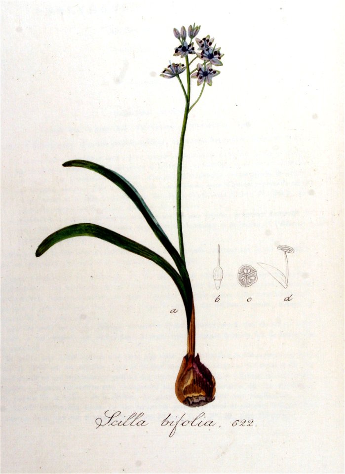 Scilla bifolia — Flora Batava — Volume v8