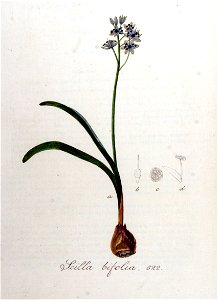 Scilla bifolia — Flora Batava — Volume v8. Free illustration for personal and commercial use.