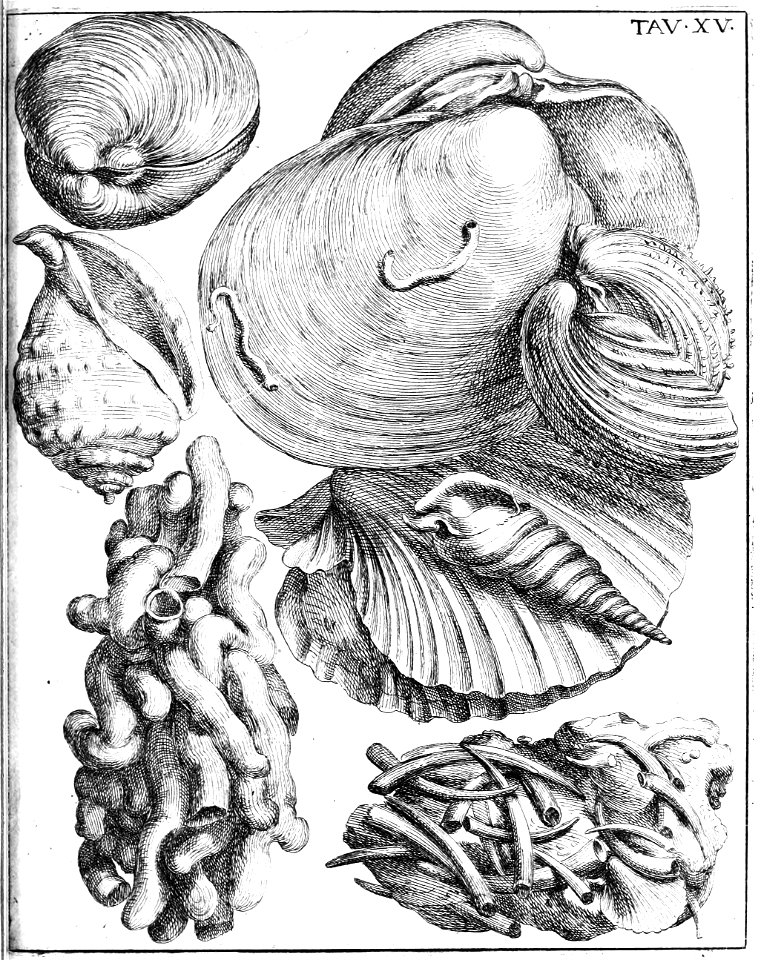 Scilla plate 15